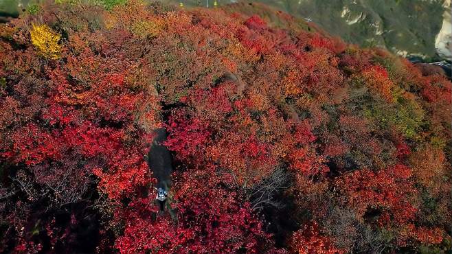 10.26实拍坡峰岭黄栌红叶海，附避人潮大法