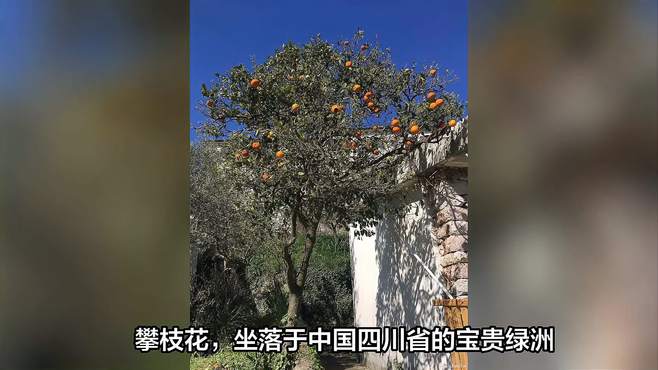 探寻攀枝花米易县枇杷生态园景区