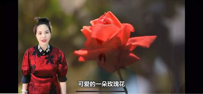 歌曲《可爱的一朵玫瑰花》。演唱：戴燕青