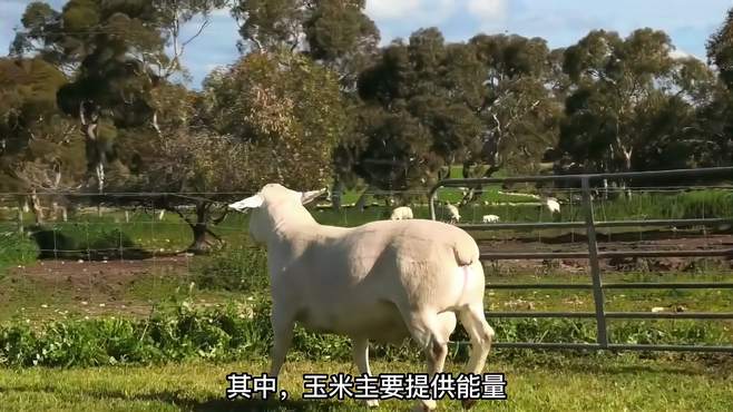 专治廋羊的精料配方，你可要掌握了