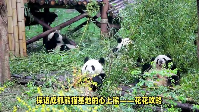 花花在成都熊猫基地的哪里？