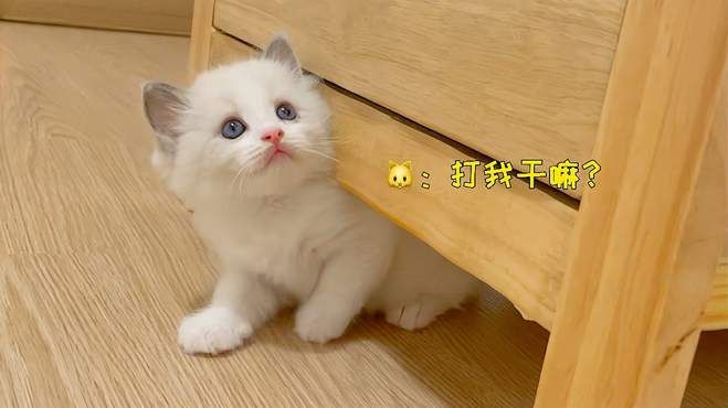 小奶猫好惨啊，一找公猫就被欺负，小奶猫：爸爸打我干嘛？