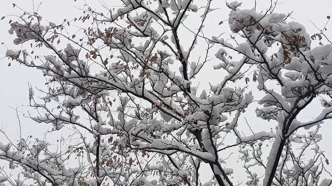 雪中情，雪景美美的