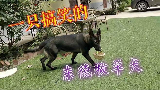 大狼狗卖起萌来也是很可爱的。不信看这只东德牧羊犬