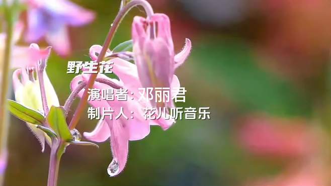 邓丽君经典歌曲《野生花》