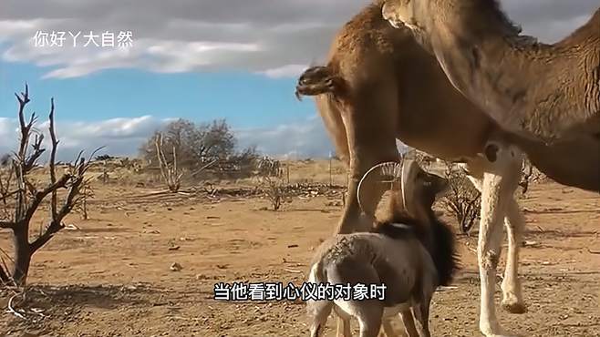 科普：有多少人是第一次，见骆驼搭讪的样子，这也太奇葩了