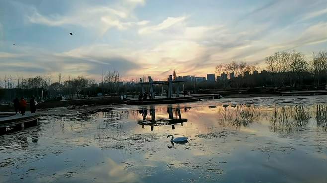 郑州北龙湖，夕阳下，天鹅幸宝的家园美极了