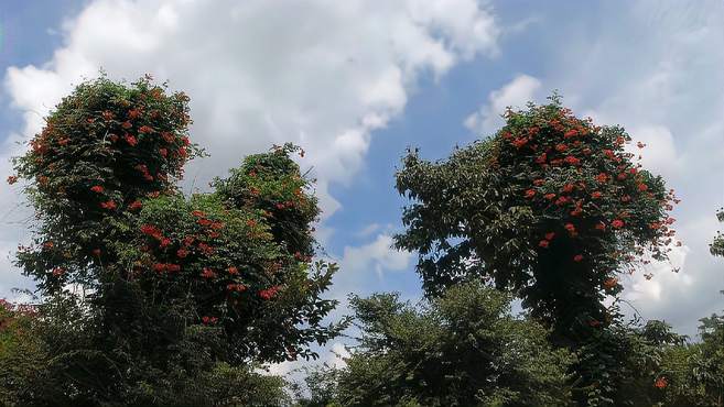 山东省临沂市滨河公园，各种花树竞相开放，景色壮观漂亮