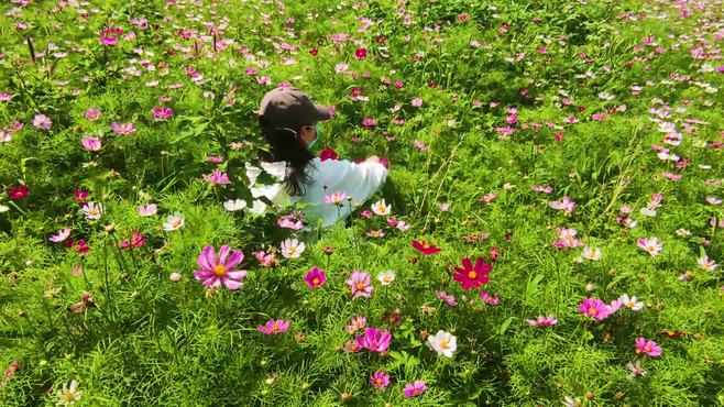 北京免费的5A景区，风景优美游人如潮，花田野趣成网红