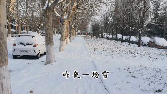 昨夜一场雪，今晨雪霁｜山东今春第一雪