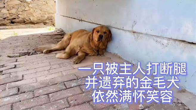 被主人打断腿并遗弃了的金毛犬“荔枝”：如此单纯，依然满怀笑容