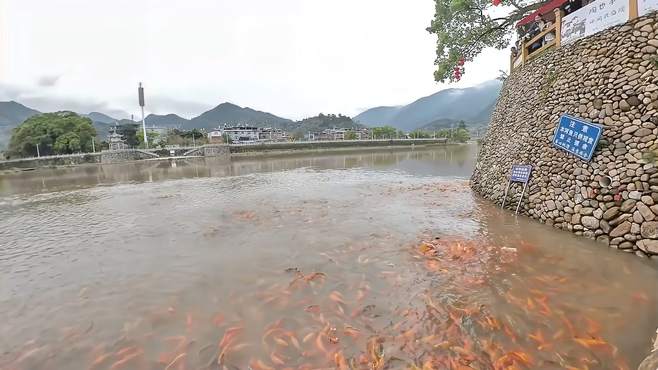 人鱼共舞，乐享周宁鲤鱼溪的奇妙之旅