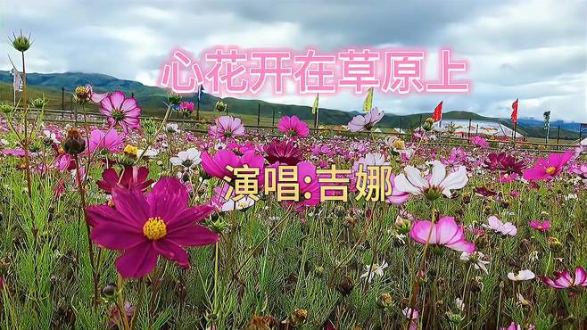 美丽的鲜花开在无边的草原上