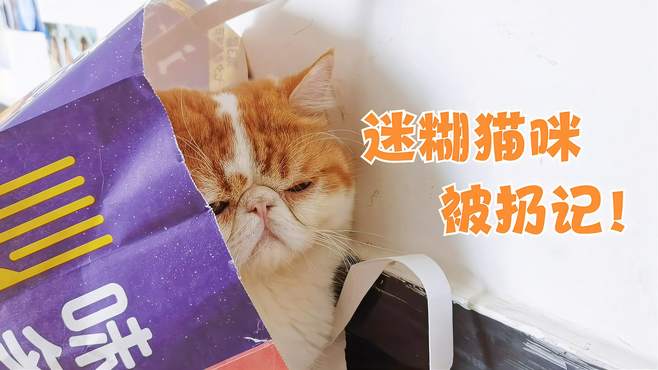 猫咪偷偷钻进垃圾袋，被主人当成垃圾扔掉，猫：难道我自由了？