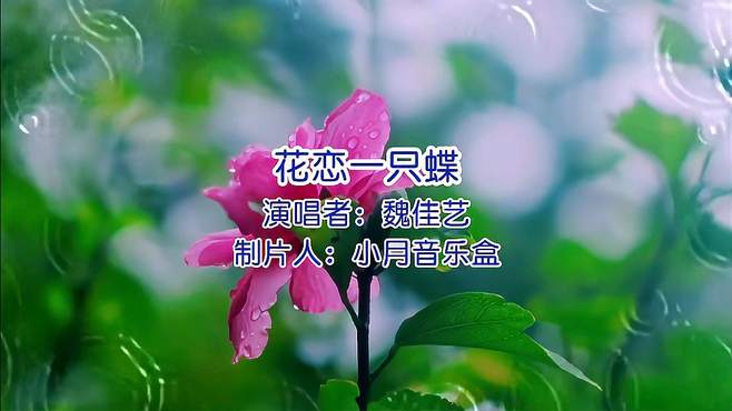 魏佳艺《花恋一只蝶》经典流行歌曲