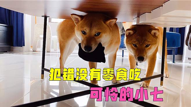 柴犬小七干起了老本行，犯错了没有小零食吃，可怜的小七