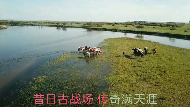 呼伦贝尔大草原，香草的芳香