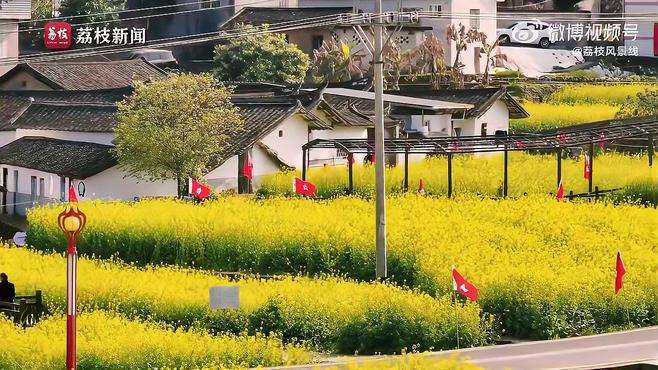 【 福建古厝门前油菜花盛放春意盎然 】近日，福建龙岩，邓子恢故居门前油菜花盛放春意盎然。放眼望去，一片片清新的绿意和一朵朵醉人的金黄，与乡村古厝相映成景，构成了