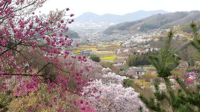 全国春天赏花地点和种类