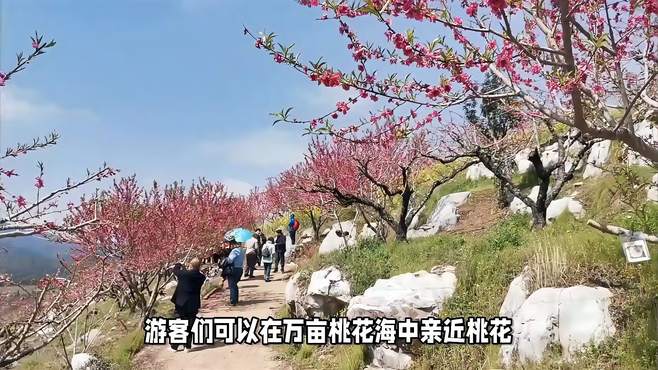 平谷桃花海推荐观赏点，让你一次看尽桃花美景