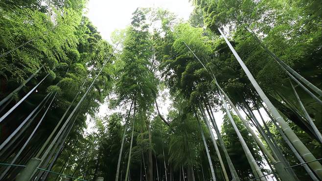 王府竹海风景区在哪里，与世隔绝的仙境，忘却城市喧嚣