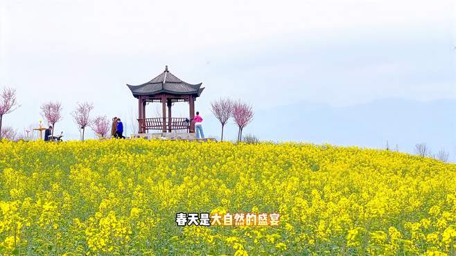 畅游汉中皇塘油菜花海，赴一场视觉盛宴