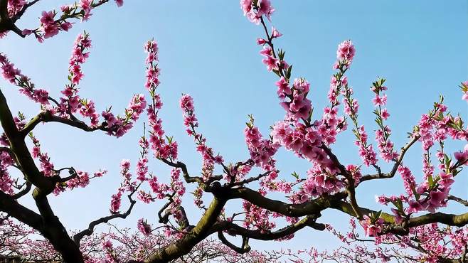 春天看桃花的景点哪里比较好？探秘缤纷花海，共赴诗意春光之旅