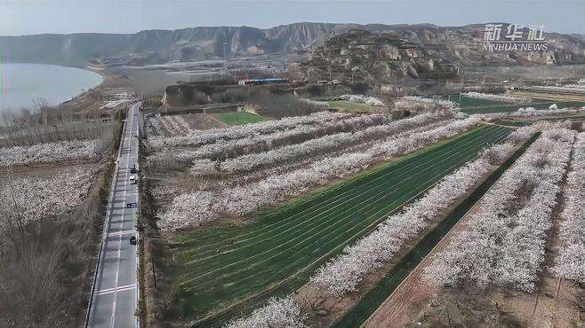 山西平陆：黄河岸畔杏花开