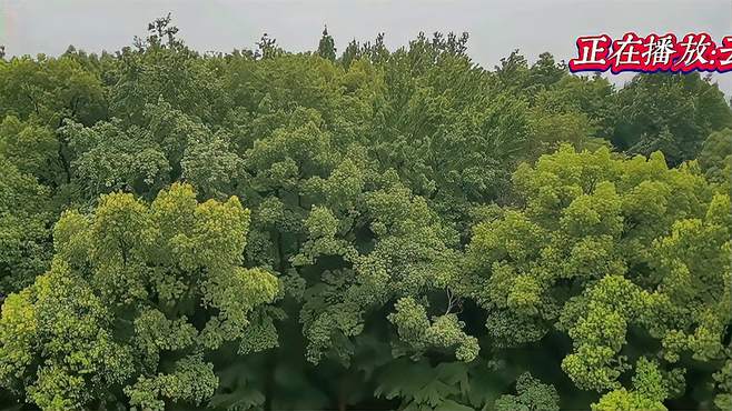 云飞&魏佳艺《走在冷雨中》深情感人的旋律勾起无数人的回忆