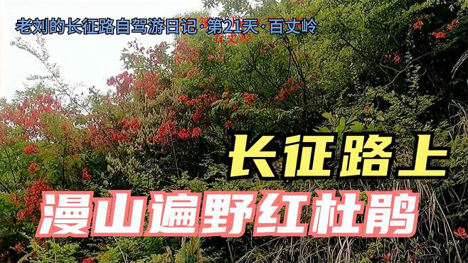 长征路自驾游日记攻略·第21天·百丈岭上漫山遍野野生红杜鹃正盛开