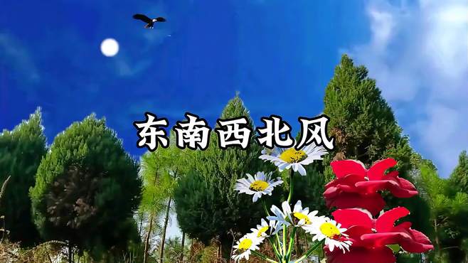 歌曲《东南西北风》卓依婷