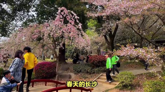 星城无处不飞花，长沙的花田盛世等您来