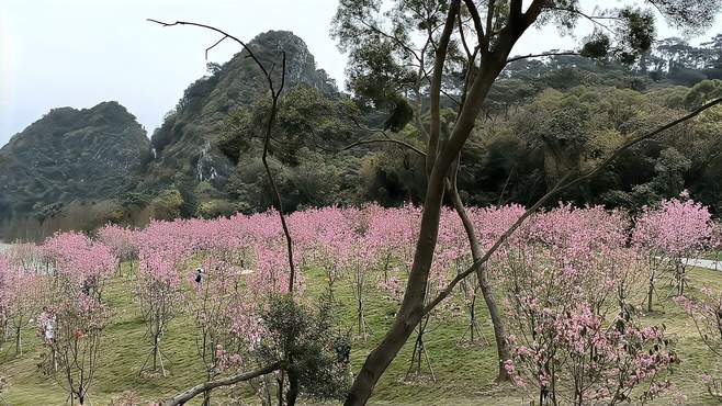 广东肇庆春季热门打卡点七星岩风景区樱花林，来看看