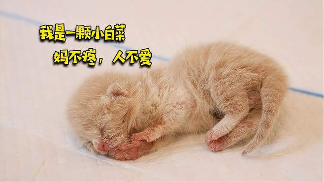 猫妈有多偏心，生两只小奶猫却只给一只喂奶！猫也重男轻女？