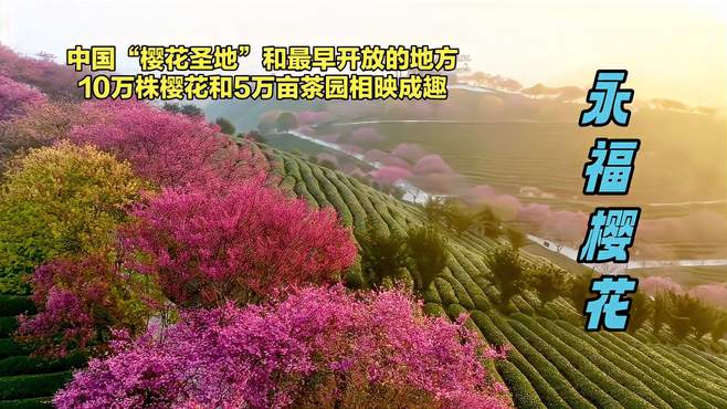 中国十大赏花胜地之4：福建永福樱花。最美赏樱胜地，高山花园美誉