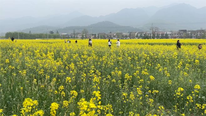 环山路周至殿镇油菜花盛开，如同烟雨江南，假期周边游好去处