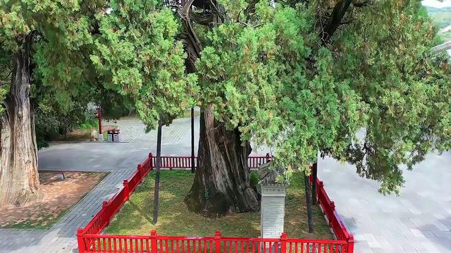 冠山资福寺：千年树龄的柏树和槐树，被单独供奉