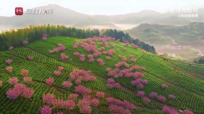 【 晨雾下溧阳茶山樱花烂漫美成画 】近日，江苏常州，摄影师航拍记录下了清晨时分溧阳茶园云雾缭绕的梦幻景象。镜头下，青山远黛，层峦连绵，云卷雾舒，满目翠绿的茶园在