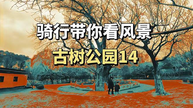 古树公园14:探秘上海1200年银杏树