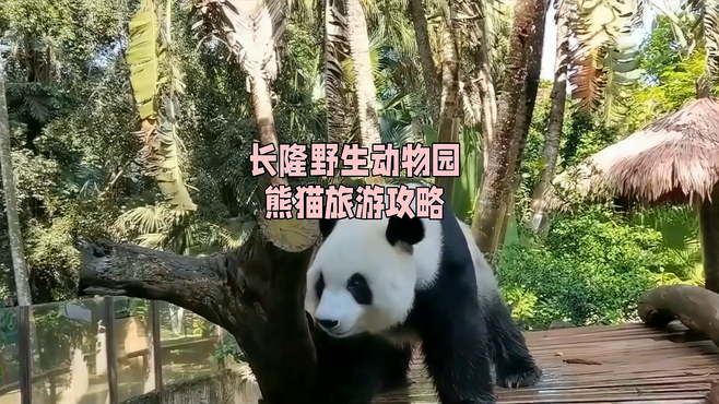 长隆野生动物园：熊猫爱好者的乐园