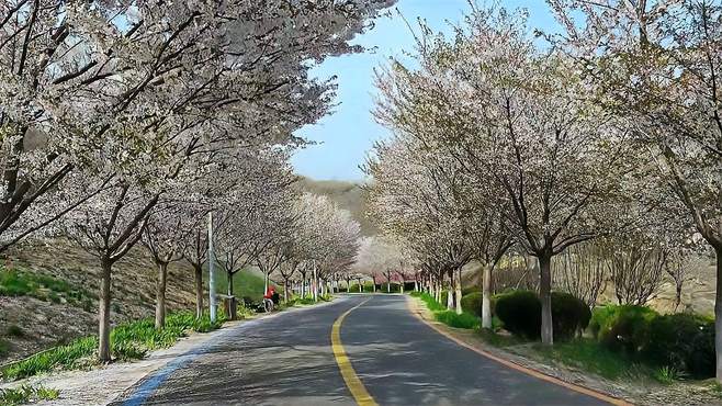 踏春赏花哪里去，青岛藏马山樱花大道，一个让人心灵放松的地方