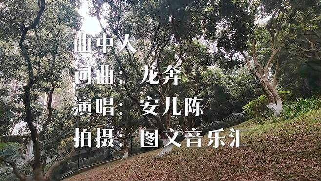 网友荐歌《曲中人》演唱安儿陈太好听了