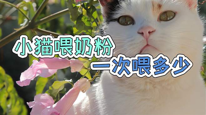 小猫喂奶粉一次喂多少