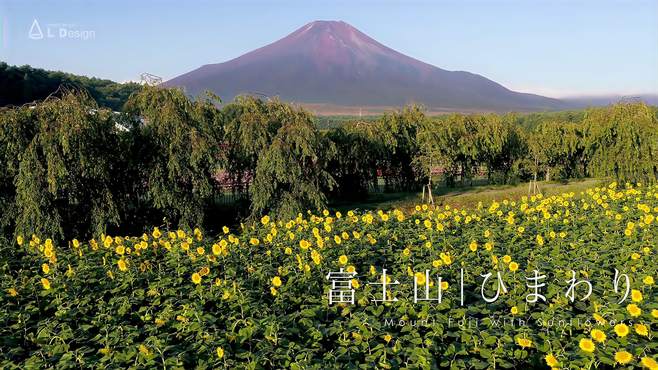 富士山下的向日葵 美不胜收