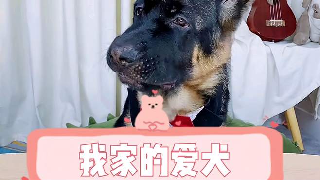 我家的爱犬！