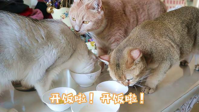 猫们居然活得比我还像人，每天都要按时吃早餐