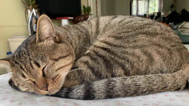 这只小猫咪睡的好香，咕噜噜的，你可不要吵醒它呀！