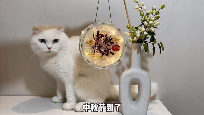 给猫咪亲自做月饼，秘制鸡胸肉丝滑月饼，猫咪们都抢着吃！