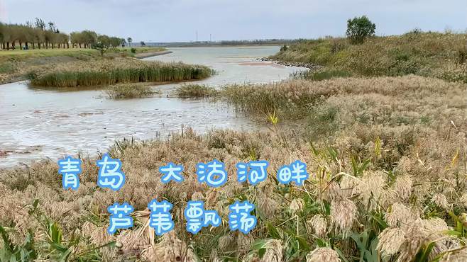 青岛大沽河芦苇飘荡