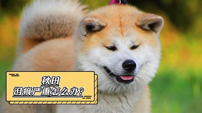 秋田犬泪痕严重怎么回事？